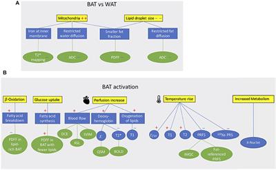 Magnetic Resonance Imaging Techniques for Brown Adipose Tissue Detection